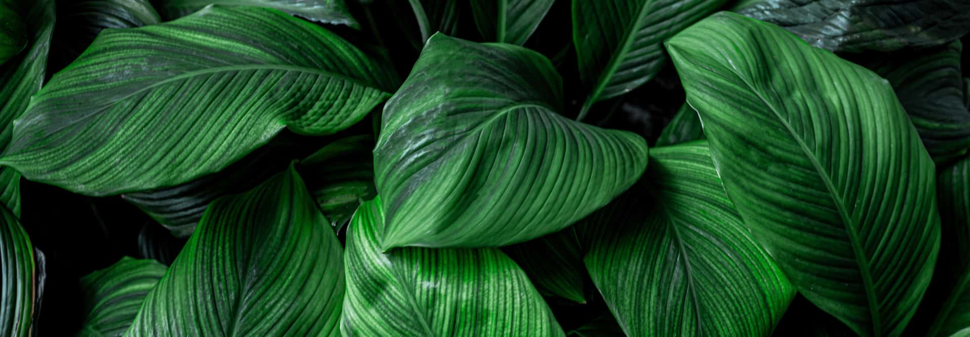 Rain Seed Nutrition